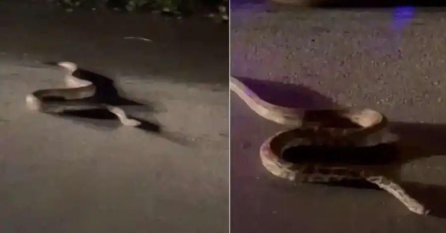റോഡിന്റെ നടുവില്‍ കിടന്ന പെരുമ്പാമ്പിനെ പിടിച്ചു മാറ്റാന്‍ ശ്രമിക്കുന്നതിനിടെ യുവാവിന് കടിയേറ്റു