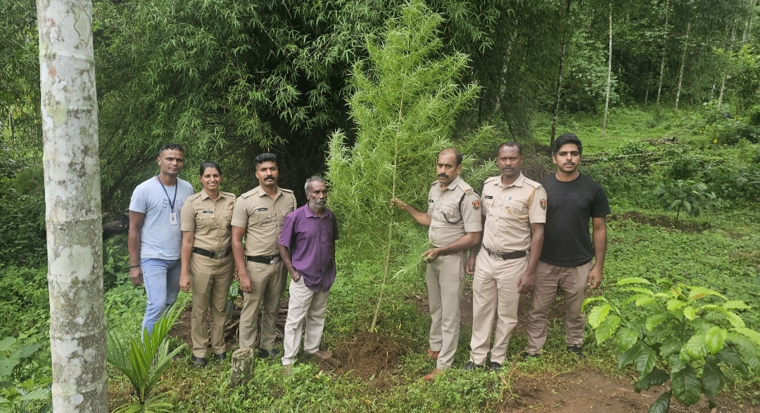 അമ്പലവയലിൽ 360 സെ.മീ ഉയരമുള്ള കഞ്ചാവ് ചെടി പിടികൂടി; ഒരാൾ അറസ്റ്റിൽ