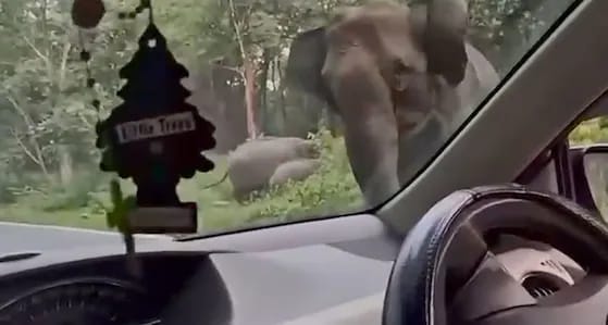 കാറിനുനേരെ പാഞ്ഞടുത്ത് കാട്ടാന; തലനാരിഴയ്ക്ക് രക്ഷപ്പെട്ട് വൈദികനും കുടുംബവും